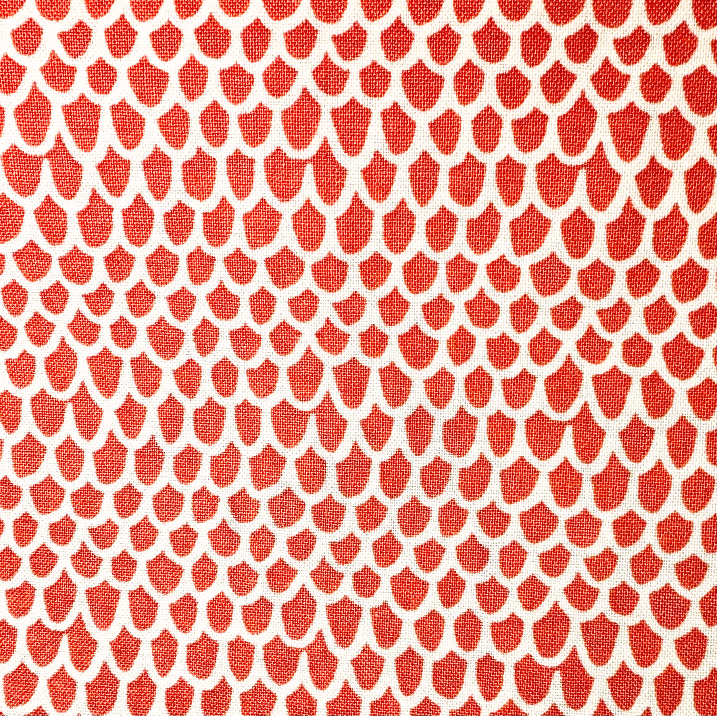 Stella Coral Orange Scallop